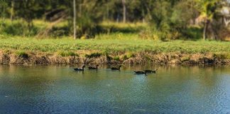 Esses patos selvagens, nadando em lago, são a pura imagem da serenidade