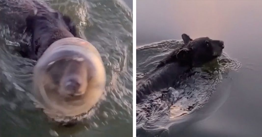 Urso nadando com plástico preso em sua cabeça é salvo por barqueiros