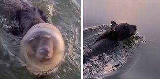 Urso nadando com plástico preso em sua cabeça é salvo por barqueiros