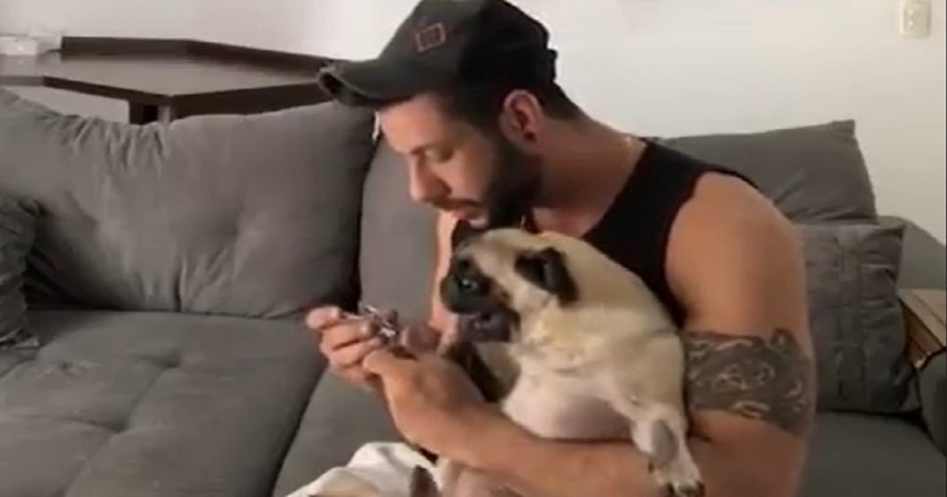 Esta Pug dando piti para não cortar as unhas é apaixonante