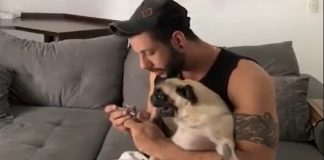 Esta Pug dando piti para não cortar as unhas é apaixonante