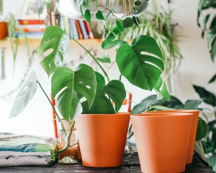 portalraizes.com - Plantas para dentro de casa que são boas para a saúde