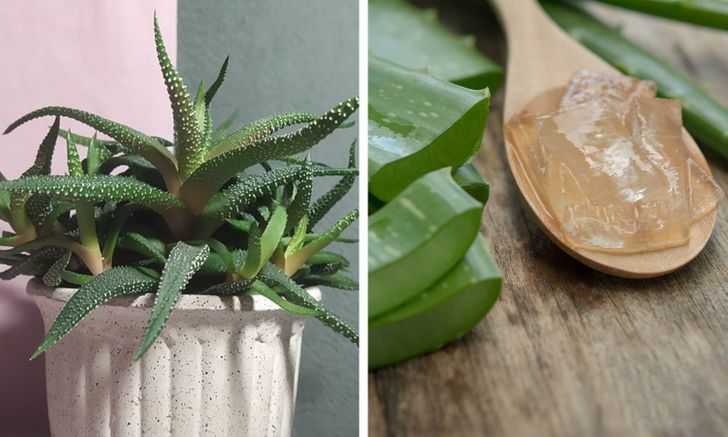 portalraizes.com - Plantas para dentro de casa que são boas para a saúde