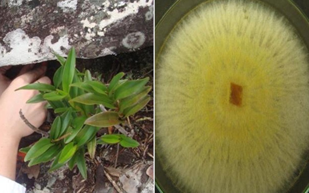 portalraizes.com - Pesquisadores descobrem fungo que pode reduzir uso de agrotóxicos na agricultura