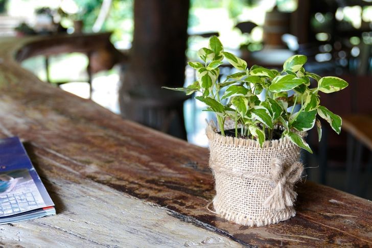 portalraizes.com - Plantas para dentro de casa que são boas para a saúde