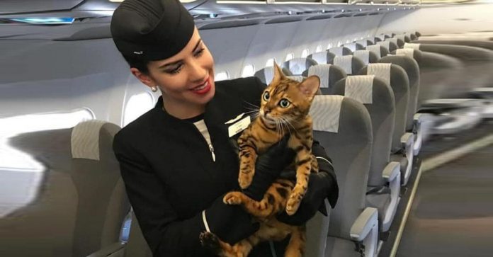 portada-animales-avion