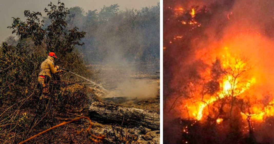 Pantanal sofre a maior devastação de sua história