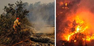 Pantanal sofre a maior devastação de sua história