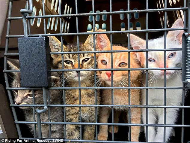 portalraizes.com - Homem comprou avião para voar salvando cães e gatos de serem sacrificados