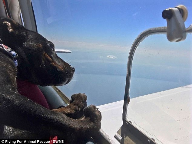 portalraizes.com - Homem comprou avião para voar salvando cães e gatos de serem sacrificados