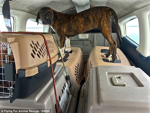 portalraizes.com - Homem comprou avião para voar salvando cães e gatos de serem sacrificados