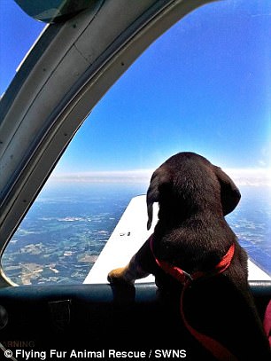 portalraizes.com - Homem comprou avião para voar salvando cães e gatos de serem sacrificados