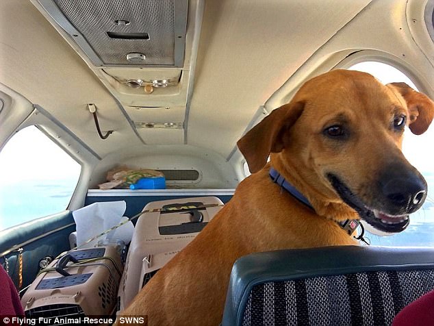 portalraizes.com - Homem comprou avião para voar salvando cães e gatos de serem sacrificados