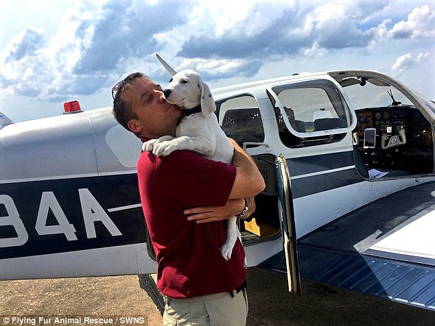 portalraizes.com - Homem comprou avião para voar salvando cães e gatos de serem sacrificados