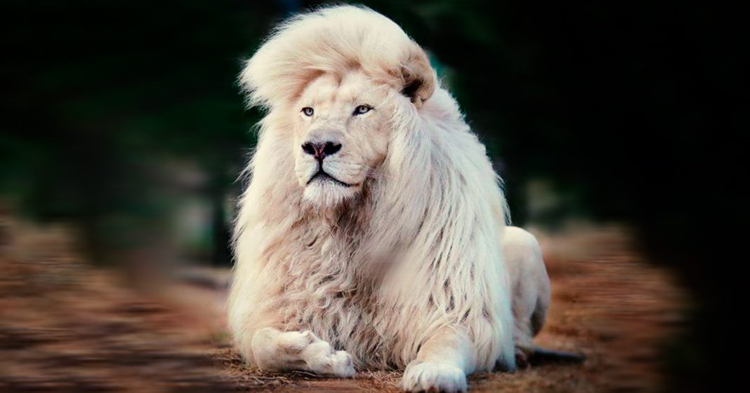Conheça o majestoso e raríssimo Leão Branco