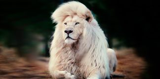 Conheça o majestoso e raríssimo Leão Branco