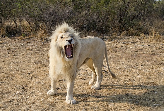 portalraizes.com - Conheça o majestoso e raríssimo Leão Branco
