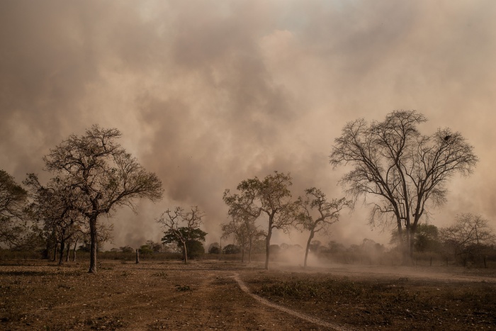portalraizes.com - Destruição do Pantanal tem novo capítulo com jacarés desesperados em rio que secou