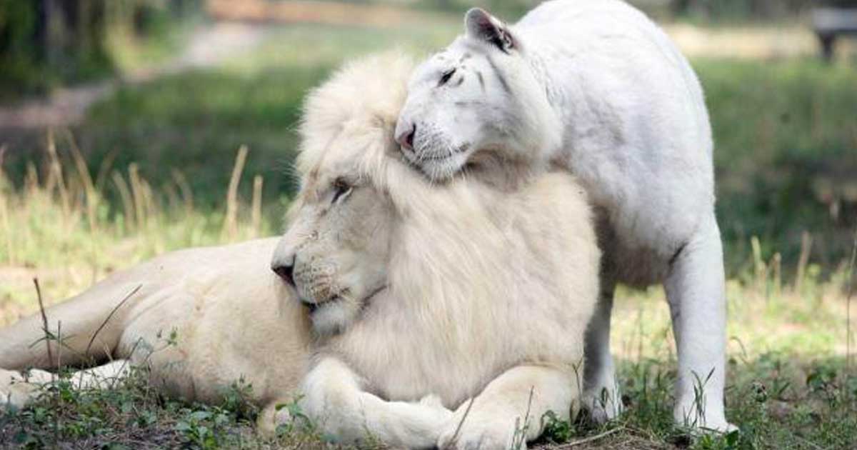 portalraizes.com - Conheça o majestoso e raríssimo Leão Branco