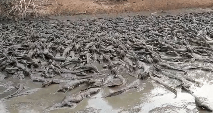 Destruição do Pantanal tem novo capítulo com jacarés desesperados em rio que secou portalraizes.com - Destruição do Pantanal tem novo capítulo com jacarés desesperados em rio que secou