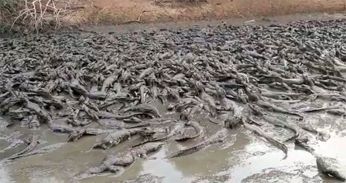 portalraizes.com - Destruição do Pantanal tem novo capítulo com jacarés desesperados em rio que secou