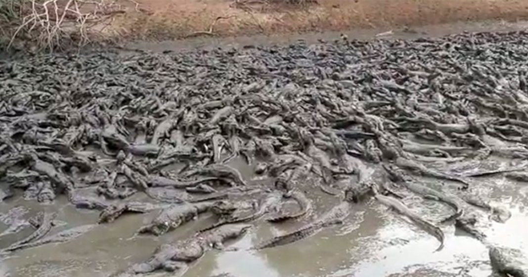 Destruição do Pantanal tem novo capítulo com jacarés desesperados em rio que secou