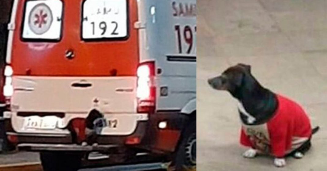Cão sobe em ambulância pra acompanhar dono até hospital