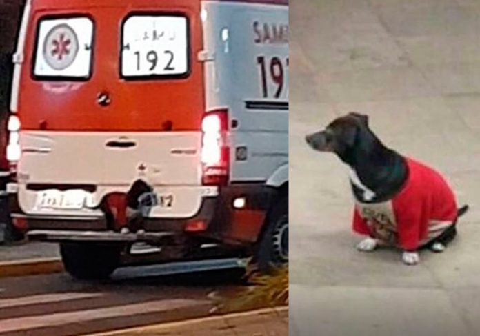 portalraizes.com - Cão sobe em ambulância pra acompanhar dono até hospital