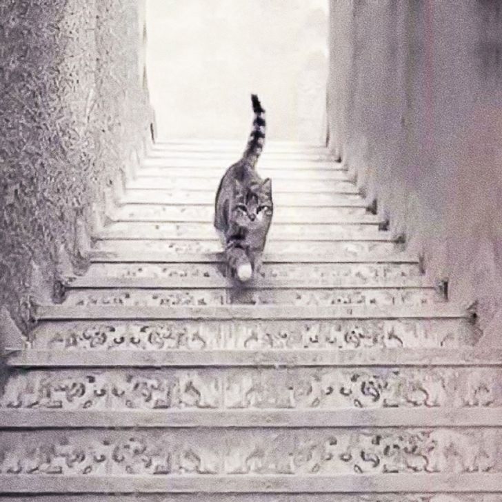 portalraizes.com - Teste de percepção, o gato está subindo ou descendo as escadas?