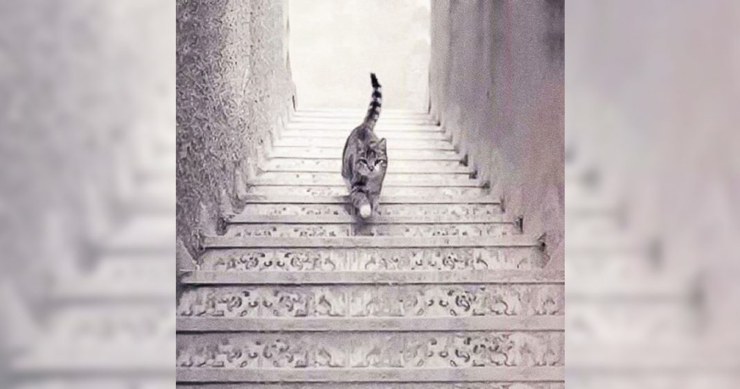 Teste de percepção, o gato está subindo ou descendo as escadas?