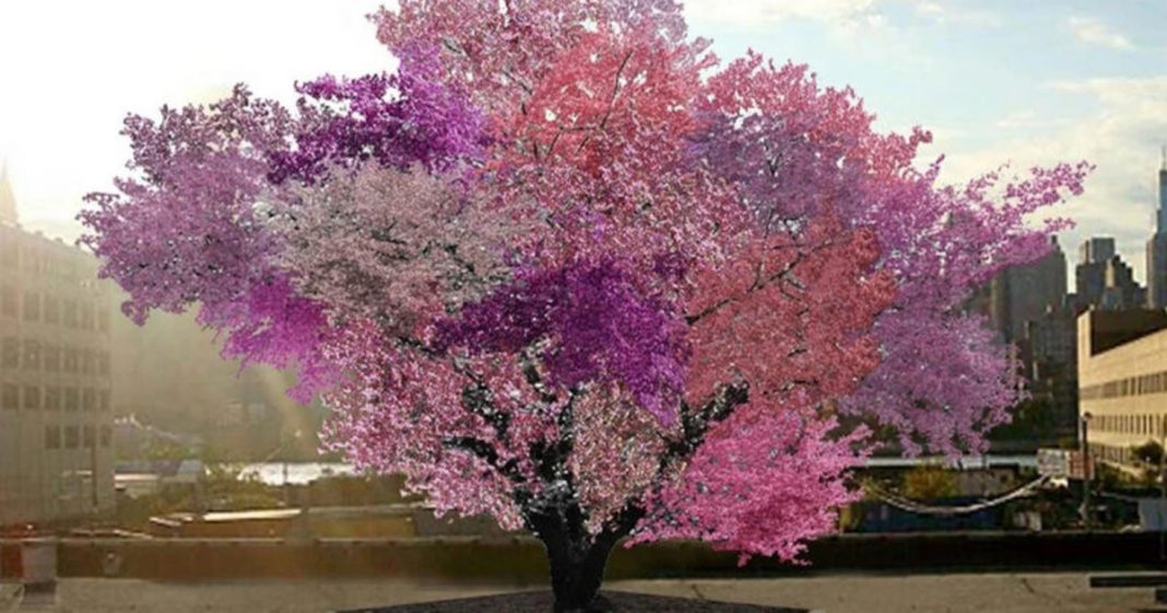 ‘Frankenstein’, a incrível árvore que produz 40 tipos de fruta