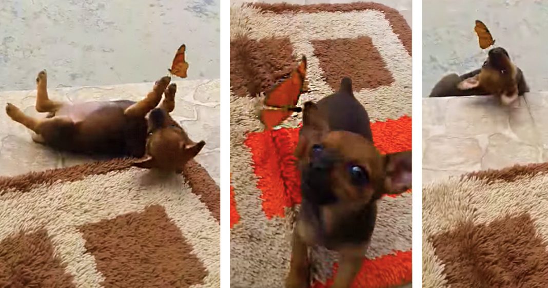 Esse cachorrinho brincando com uma borboleta é a coisa mais fofa que você verá hoje