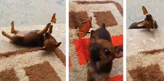 Esse cachorrinho brincando com uma borboleta é a coisa mais fofa que você verá hoje