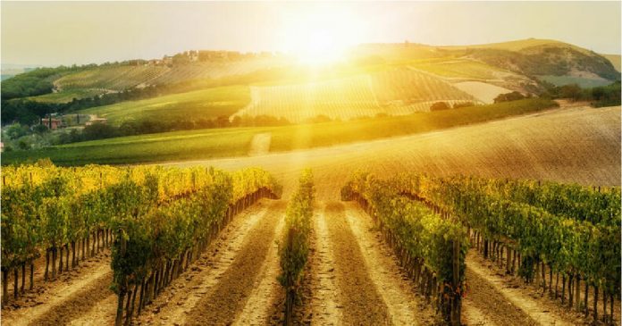 vinicola-sol-uvas-0321-1400x800 (1)