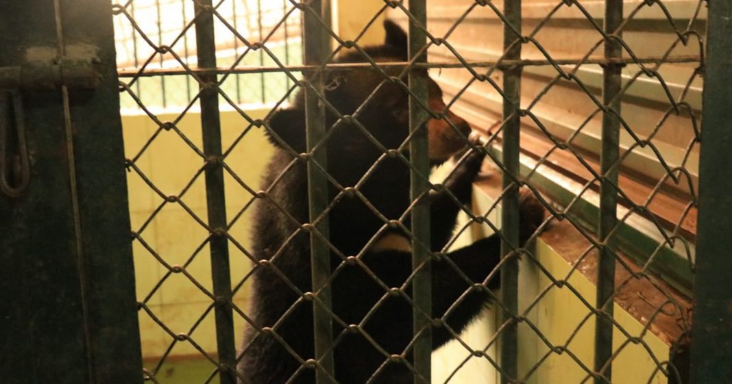Ursos resgatados de circo são levados para santuário