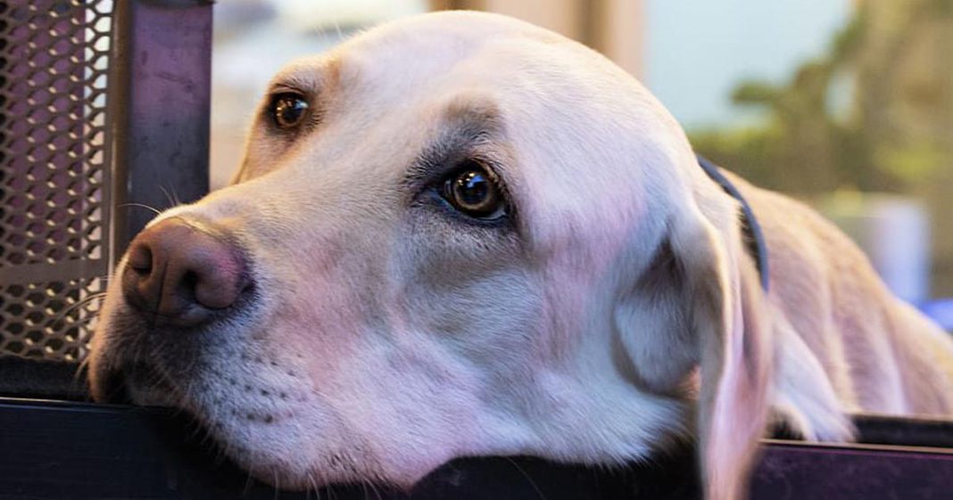 Os cães podem prever como está o seu estado de espírito, diz a ciência