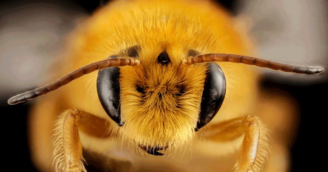 “As abelhas são os seres vivos mais importantes do planeta”, diz sociedade geográfica