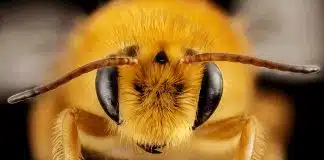 “As abelhas são os seres vivos mais importantes do planeta”, diz sociedade geográfica