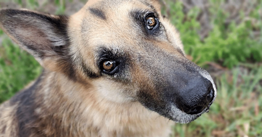 A dor pela morte de um animal de estimação pode equiparar a de um familiar