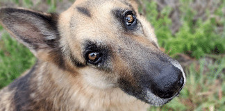 A dor pela morte de um animal de estimação pode equiparar a de um familiar