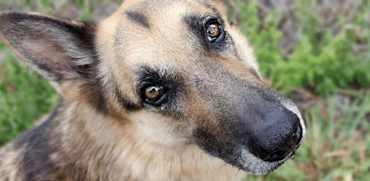 A dor pela morte de um animal de estimação pode equiparar a de um familiar